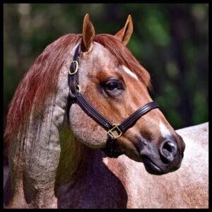 Strutin On The Range